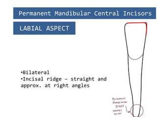 Permanent Mandibular Incisors PPT_221103_133254.pdf