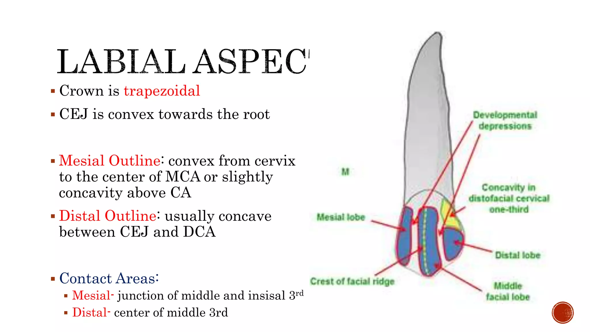  Crown is trapezoidal 
 CEJ is convex towards the root 
 Mesial Outline: convex from cervix 
to the center of MCA or slightly 
concavity above CA 
 Distal Outline: usually concave 
between CEJ and DCA 
 Contact Areas: 
 Mesial- junction of middle and insisal 3rd 
 Distal- center of middle 3rd 
 