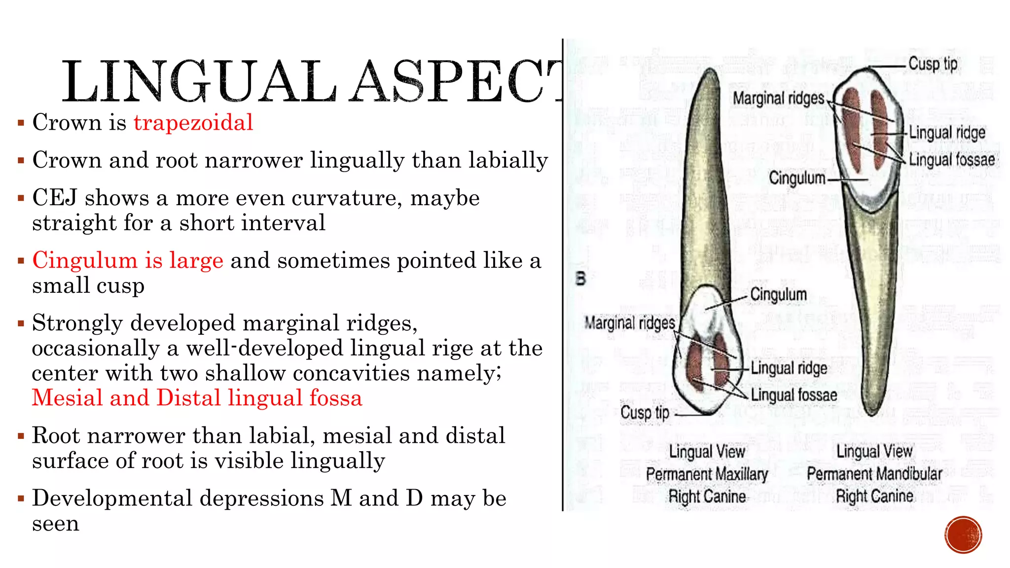  Crown is trapezoidal 
 Crown and root narrower lingually than labially 
 CEJ shows a more even curvature, maybe 
straight for a short interval 
 Cingulum is large and sometimes pointed like a 
small cusp 
 Strongly developed marginal ridges, 
occasionally a well-developed lingual rige at the 
center with two shallow concavities namely; 
Mesial and Distal lingual fossa 
 Root narrower than labial, mesial and distal 
surface of root is visible lingually 
 Developmental depressions M and D may be 
seen 
 