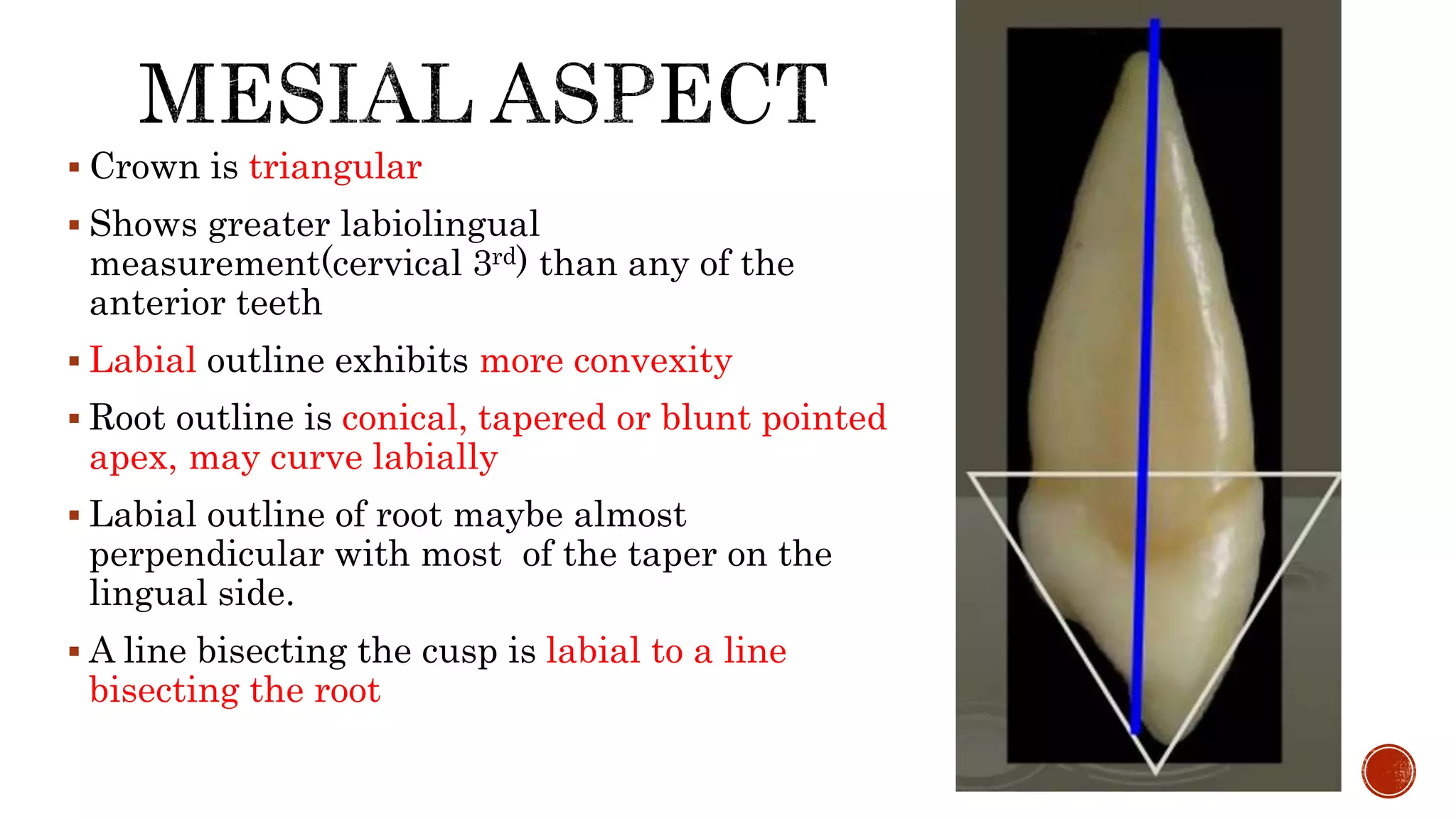  Crown is triangular 
 Shows greater labiolingual 
measurement(cervical 3rd) than any of the 
anterior teeth 
 Labial outline exhibits more convexity 
 Root outline is conical, tapered or blunt pointed 
apex, may curve labially 
 Labial outline of root maybe almost 
perpendicular with most of the taper on the 
lingual side. 
 A line bisecting the cusp is labial to a line 
bisecting the root 
 
