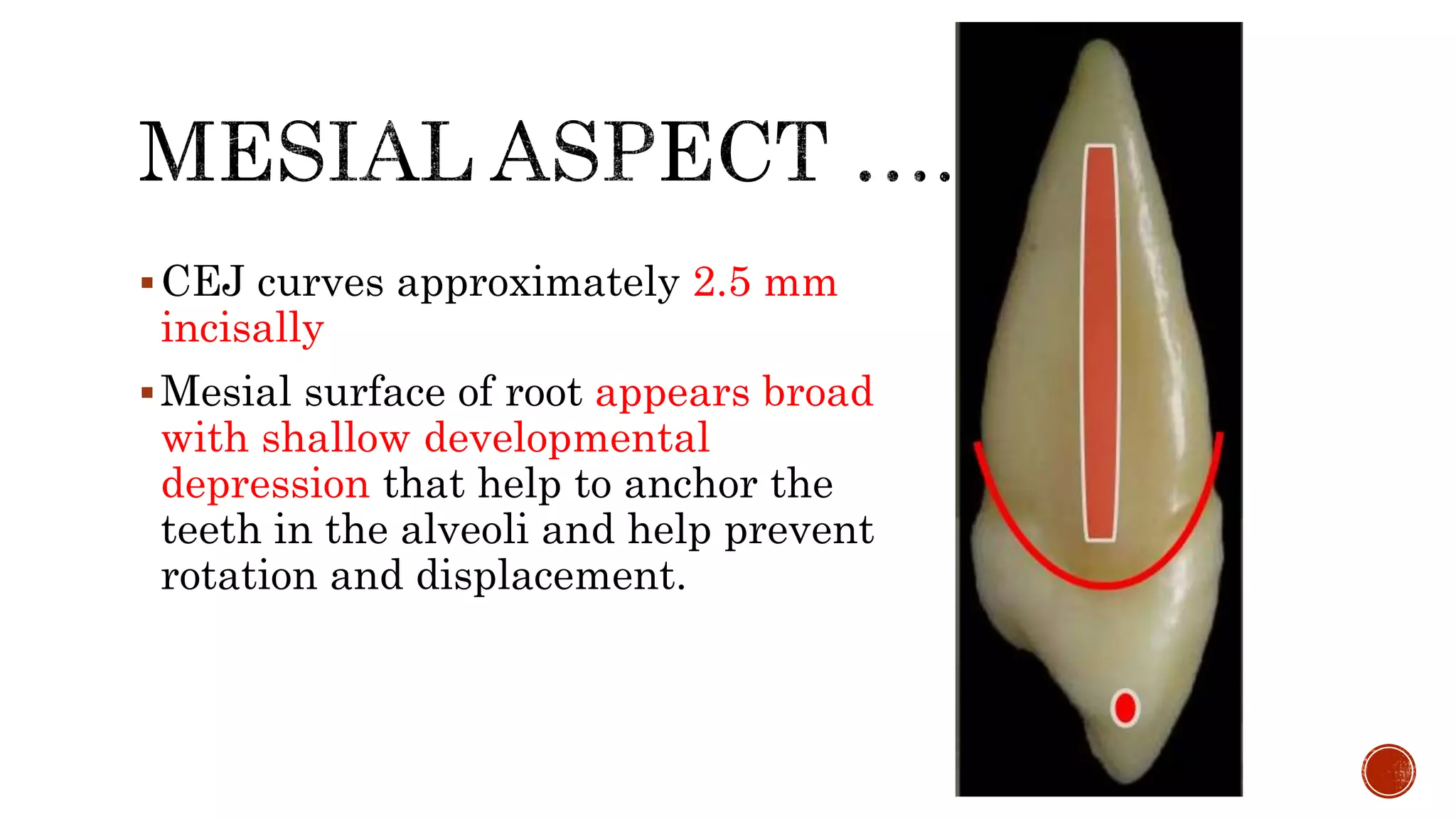 CEJ curves approximately 2.5 mm 
incisally 
 Mesial surface of root appears broad 
with shallow developmental 
depression that help to anchor the 
teeth in the alveoli and help prevent 
rotation and displacement. 
 