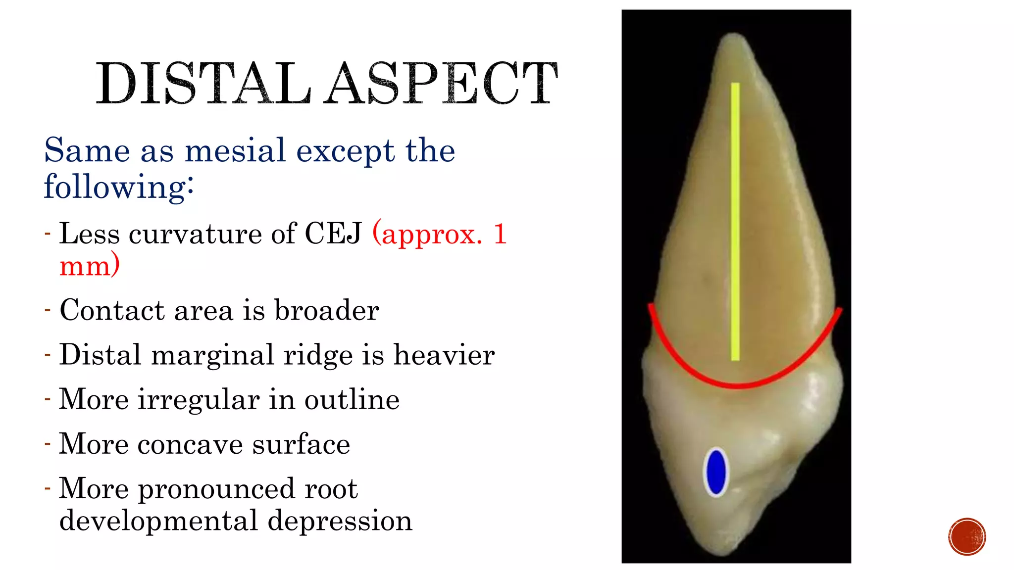 Same as mesial except the 
following: 
- Less curvature of CEJ (approx. 1 
mm) 
- Contact area is broader 
- Distal marginal ridge is heavier 
- More irregular in outline 
- More concave surface 
- More pronounced root 
developmental depression 
 