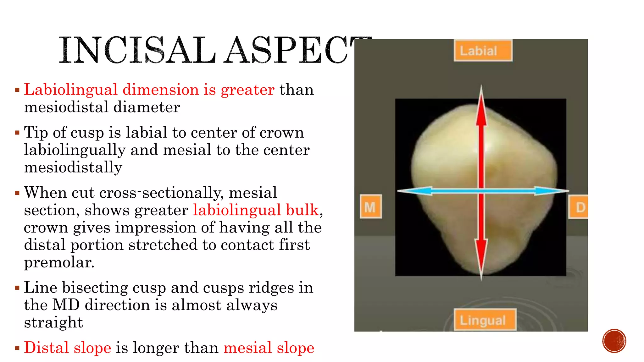 Labiolingual dimension is greater than 
mesiodistal diameter 
 Tip of cusp is labial to center of crown 
labiolingually and mesial to the center 
mesiodistally 
 When cut cross-sectionally, mesial 
section, shows greater labiolingual bulk, 
crown gives impression of having all the 
distal portion stretched to contact first 
premolar. 
 Line bisecting cusp and cusps ridges in 
the MD direction is almost always 
straight 
 Distal slope is longer than mesial slope 
 