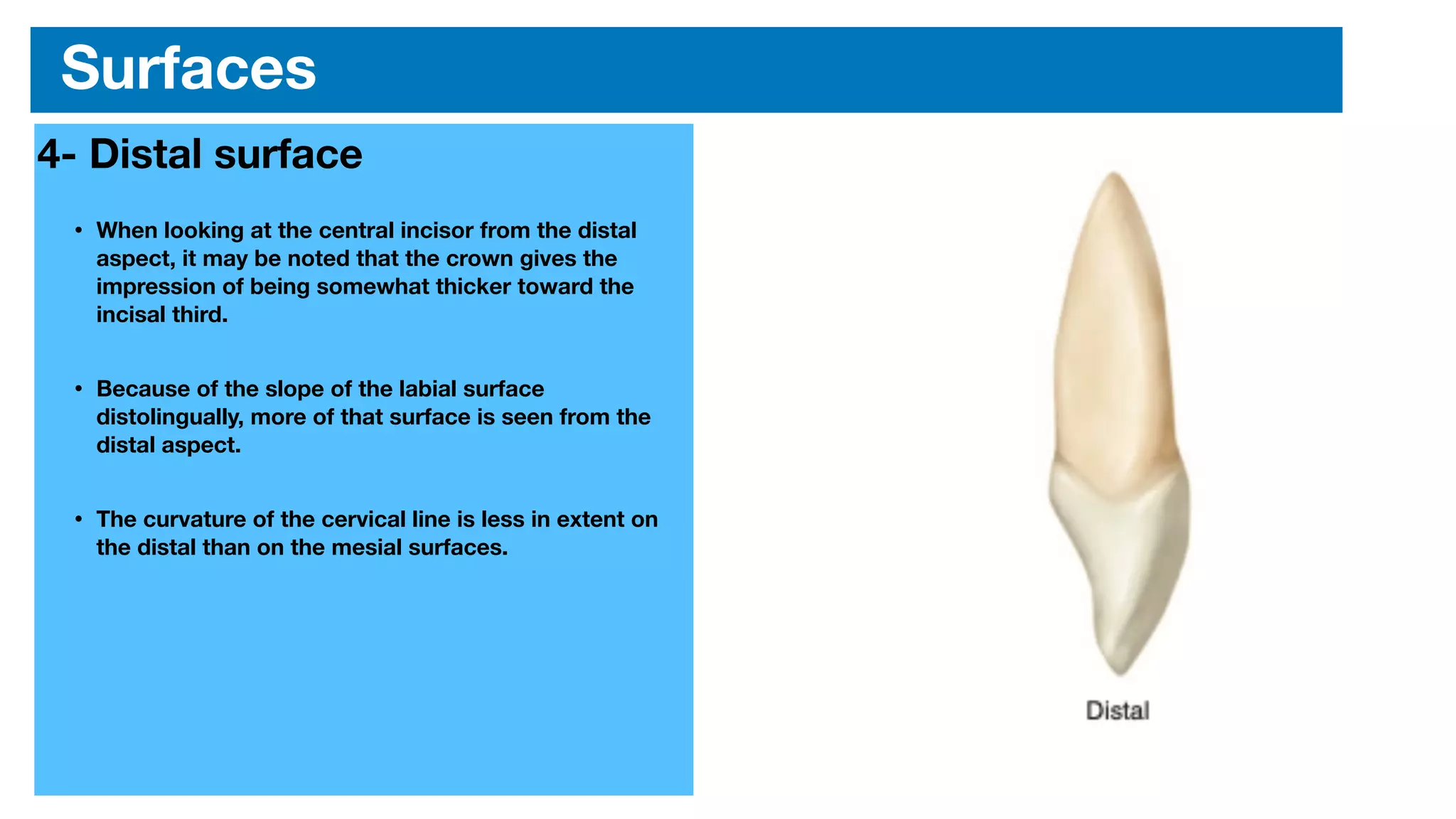 Permanent maxillary central incisor | PDF
