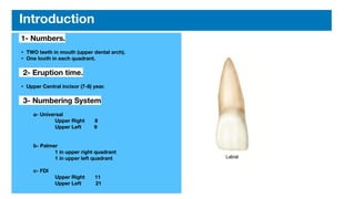 Permanent maxillary central incisor | PDF
