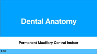 Dental Anatomy
Lab
Permanent Maxillary Central Incisor
 