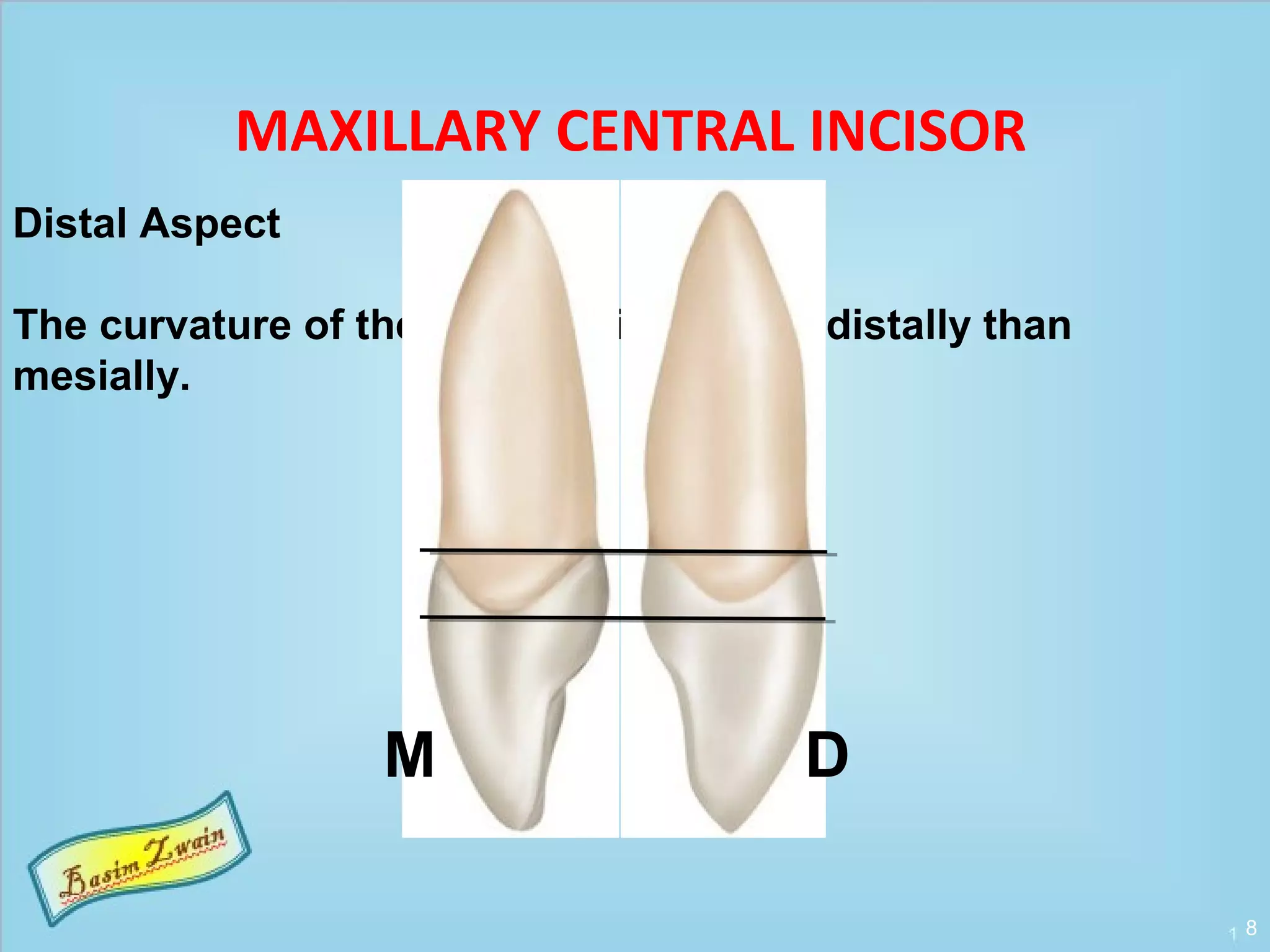 Permanent maxillary incisors | PPT