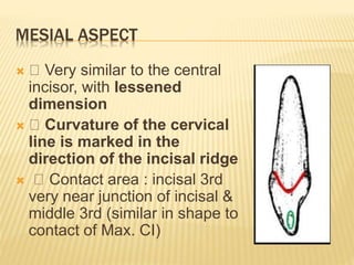 MESIAL ASPECT
 Very similar to the central
incisor, with lessened
dimension
 Curvature of the cervical
line is marked in the
direction of the incisal ridge
 Contact area : incisal 3rd
very near junction of incisal &
middle 3rd (similar in shape to
contact of Max. CI)
 
