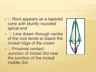  Root appears as a tapered
cone with bluntly rounded
apical end
 Line drawn through centre
of the root tends to bisect the
incisal ridge of the crown
 Proximal contact :
Junction of incisal 3rd near
the junction of the incisal
middle 3rd
 