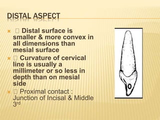 DISTAL ASPECT
 Distal surface is
smaller & more convex in
all dimensions than
mesial surface
 Curvature of cervical
line is usually a
millimeter or so less in
depth than on mesial
side
 Proximal contact :
Junction of Incisal & Middle
3rd
 