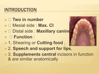 INTRODUCTION
 Two in number
 Mesial side : Max. CI
 Distal side : Maxillary canines
 Function :
 1. Shearing or Cutting food ,
 2. Speech and support for lips,
 3. Supplements central incisors in function
& are similar anatomically
 