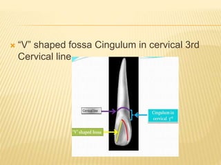  “V” shaped fossa Cingulum in cervical 3rd
Cervical line
 
