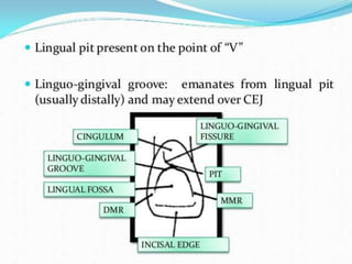 permanent maxillary lateral incisor.pptx