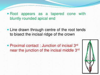 permanent maxillary lateral incisor.pptx