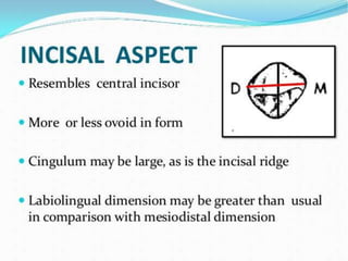 permanent maxillary lateral incisor.pptx