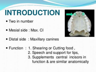 permanent maxillary lateral incisor.pptx