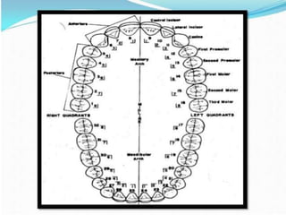 permanent maxillary lateral incisor.pptx