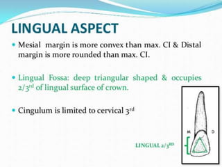 permanent maxillary lateral incisor.pptx