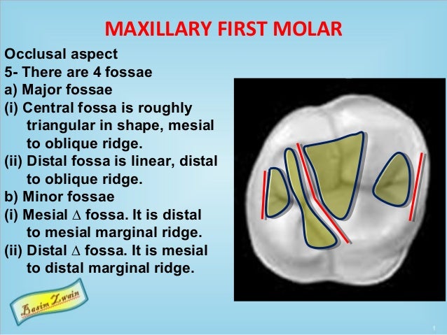 Permanent maxillary molars