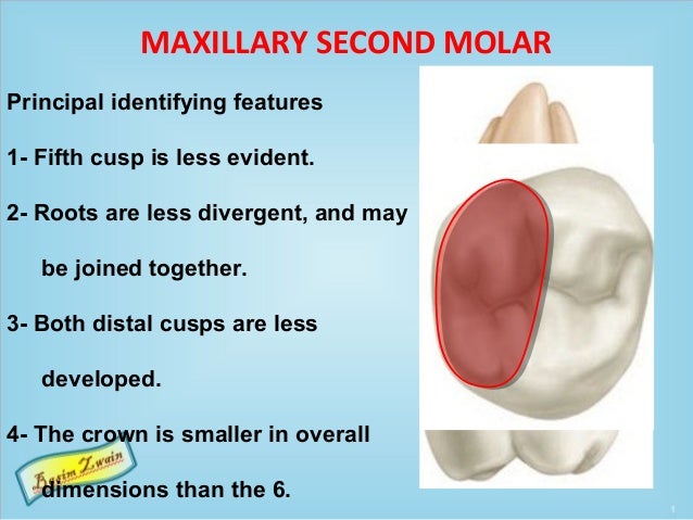 maxillary second molar