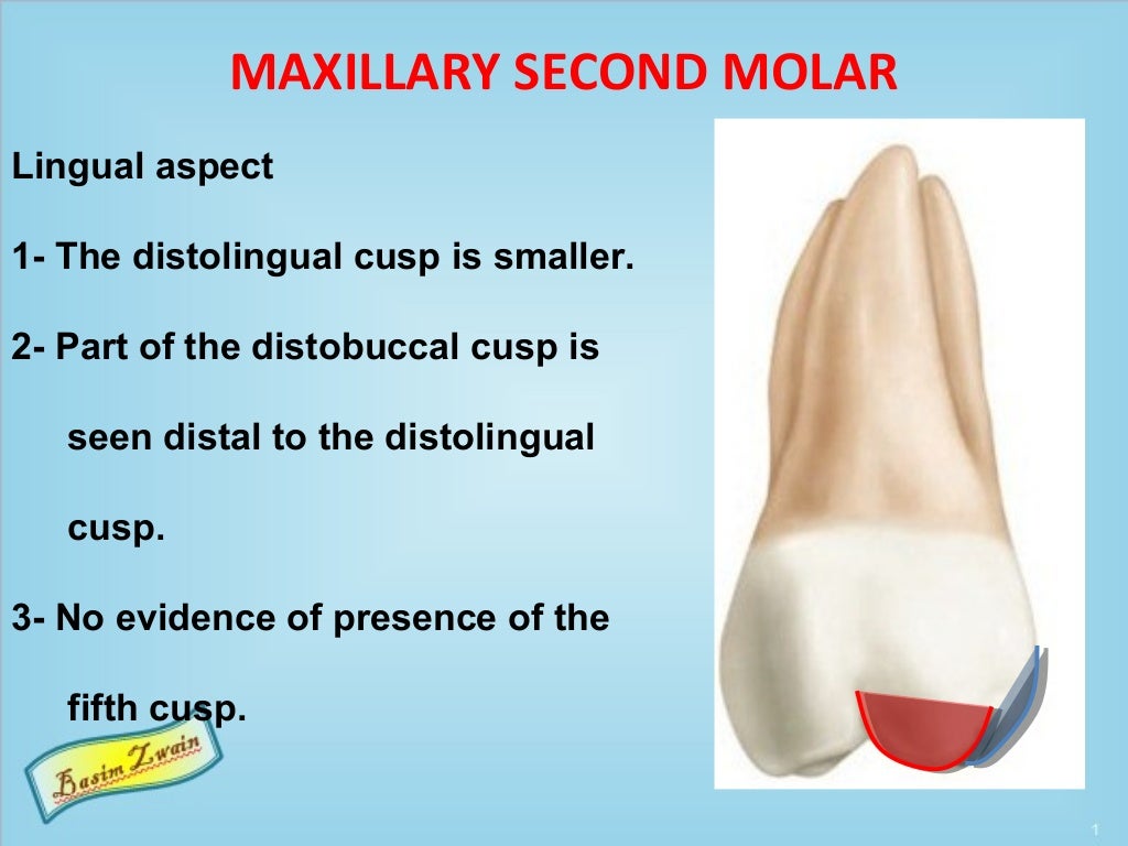 Permanent maxillary molars