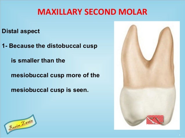 maxillary second molar