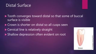 Distal Surface
 Tooth converges toward distal so that some of buccal
surface is visible
 Crown is shorter on distal so all cusps seen
 Cervical line is relatively straight
 Shallow depression often evident on root
 