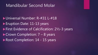 Mandibular Second Molar
Universal Number: R-#31 L-#18
Eruption Date: 11-13 years
First Evidence of Calcification: 2½-3 years
Crown Completion: 7 – 8 years
Root Completion: 14 - 15 years
 