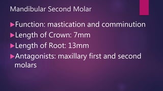 Mandibular Second Molar
Function: mastication and comminution
Length of Crown: 7mm
Length of Root: 13mm
Antagonists: maxillary first and second
molars
 