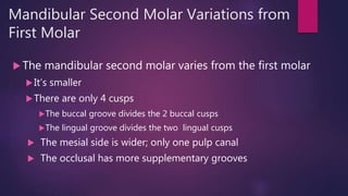 Mandibular Second Molar Variations from
First Molar
 The mandibular second molar varies from the first molar
It’s smaller
There are only 4 cusps
The buccal groove divides the 2 buccal cusps
The lingual groove divides the two lingual cusps
 The mesial side is wider; only one pulp canal
 The occlusal has more supplementary grooves
 