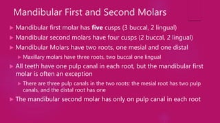 Mandibular First and Second Molars
 Mandibular first molar has five cusps (3 buccal, 2 lingual)
 Mandibular second molars have four cusps (2 buccal, 2 lingual)
 Mandibular Molars have two roots, one mesial and one distal
 Maxillary molars have three roots, two buccal one lingual
 All teeth have one pulp canal in each root, but the mandibular first
molar is often an exception
 There are three pulp canals in the two roots: the mesial root has two pulp
canals, and the distal root has one
 The mandibular second molar has only on pulp canal in each root
 