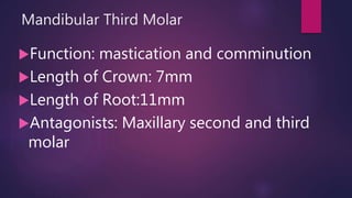 Mandibular Third Molar
Function: mastication and comminution
Length of Crown: 7mm
Length of Root:11mm
Antagonists: Maxillary second and third
molar
 