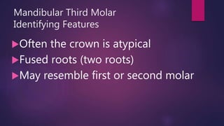Mandibular Third Molar
Identifying Features
Often the crown is atypical
Fused roots (two roots)
May resemble first or second molar
 