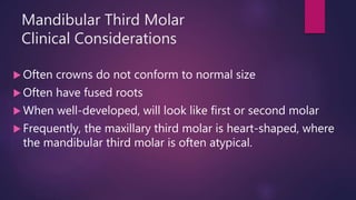 Mandibular Third Molar
Clinical Considerations
 Often crowns do not conform to normal size
 Often have fused roots
 When well-developed, will look like first or second molar
 Frequently, the maxillary third molar is heart-shaped, where
the mandibular third molar is often atypical.
 
