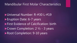Mandibular First Molar Characteristics
Universal Number: R-#30 L-#19
Eruption Date: 6-7 years
First Evidence of Calcification: birth
Crown Completion: 2 ½ - 3 years
Root Completion: 9-10 years
 