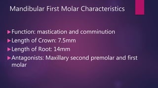 Mandibular First Molar Characteristics
Function: mastication and comminution
Length of Crown: 7.5mm
Length of Root: 14mm
Antagonists: Maxillary second premolar and first
molar
 
