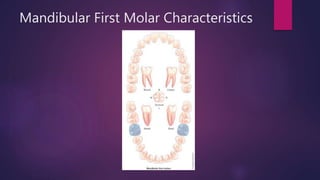 Mandibular First Molar Characteristics
 