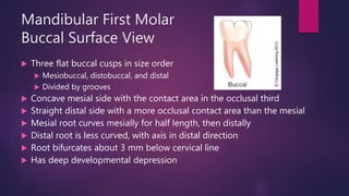 Mandibular First Molar
Buccal Surface View
 Three flat buccal cusps in size order
 Mesiobuccal, distobuccal, and distal
 Divided by grooves
 Concave mesial side with the contact area in the occlusal third
 Straight distal side with a more occlusal contact area than the mesial
 Mesial root curves mesially for half length, then distally
 Distal root is less curved, with axis in distal direction
 Root bifurcates about 3 mm below cervical line
 Has deep developmental depression
 
