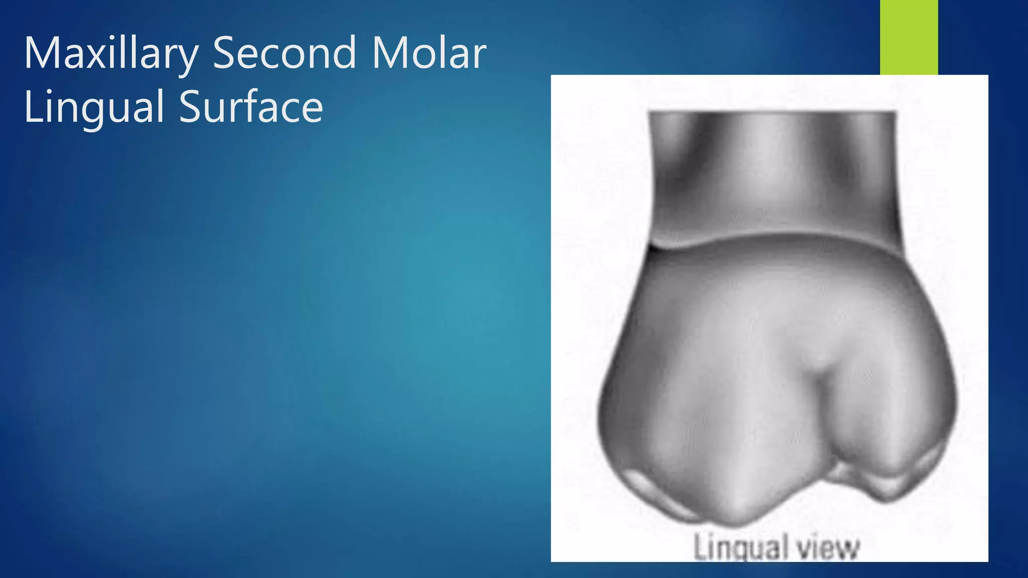 Permanent posterior teeth maxillary first, second and third molars | PPTX