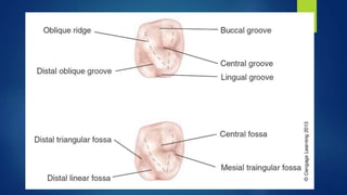 Permanent posterior teeth maxillary first, second and third molars | PPTX