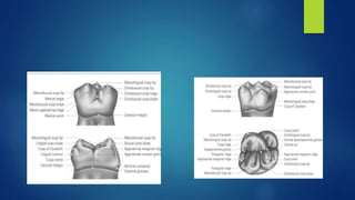 Permanent posterior teeth maxillary first, second and third molars | PPTX