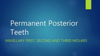 Permanent Posterior
Teeth
MAXILLARY FIRST, SECOND AND THIRD MOLARS
 