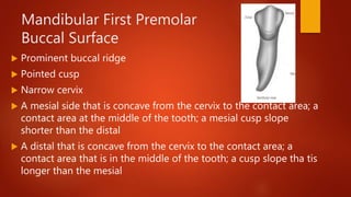 Permanent posterior teeth premolars | PPTX