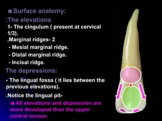 Permanent teeth Anatomy | PPT