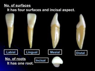 Permanent teeth Anatomy | PPT
