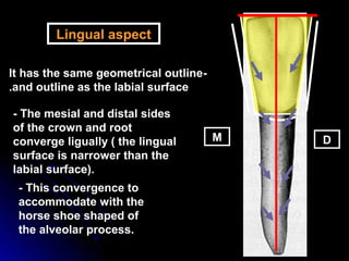 Labiolingually Permanent teeth Anatomy | PPT