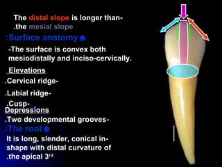 Transversal Ridge Permanent teeth Anatomy | PPT