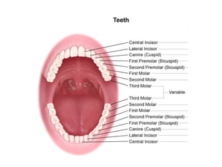 The Permanent teeth and Functions of Permanent Teeth v.pptx