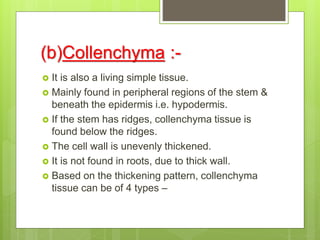(b)Collenchyma :-
 It is also a living simple tissue.
 Mainly found in peripheral regions of the stem &
beneath the epidermis i.e. hypodermis.
 If the stem has ridges, collenchyma tissue is
found below the ridges.
 The cell wall is unevenly thickened.
 It is not found in roots, due to thick wall.
 Based on the thickening pattern, collenchyma
tissue can be of 4 types –
 
