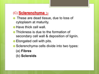 (C) Sclerenchyma :-
 These are dead tissue, due to loss of
cytoplasm at maturity.
 Have thick cell wall.
 Thickness is due to the formation of
secondary cell wall & deposition of lignin.
 Elongated cell with pits.
 Sclerenchyma cells divide into two types:
(a) Fibres
(b) Sclereids
 